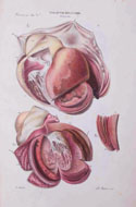 Medicina Anatomia patologica del corpo umano
